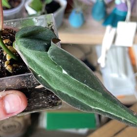 Photo of the plant species Philodendron micans 'Velvet Halo' by @HighPalafoxia named Xena on Greg, the plant care app