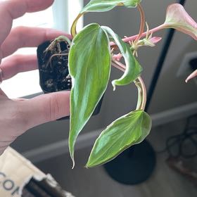 Photo of the plant species Philodendron micans 'Velvet Halo' by @HighPalafoxia named Lavender on Greg, the plant care app