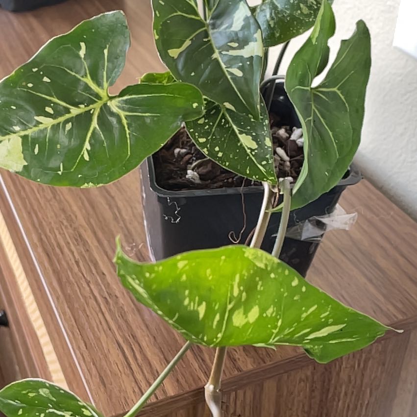 Photo of the plant species Syngonium by @HighPalafoxia named Poe on Greg, the plant care app