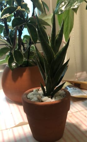 Photo of the plant species Walking Sansevieria by @MarvelGinger named Kid on Greg, the plant care app