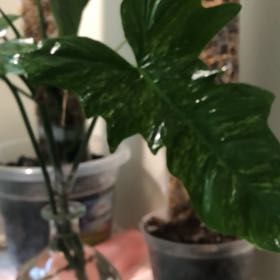 Photo of the plant species Philodendron 'Lime Fiddle' by @MarvelGinger named Big Guy on Greg, the plant care app