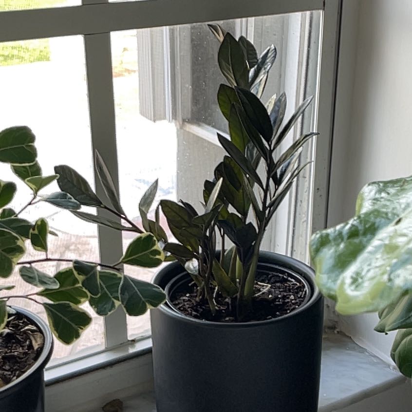 Photo of the plant species Dark Zamicro ZZ Plant by @YiftGrayssedge named Sirius Black on Greg, the plant care app