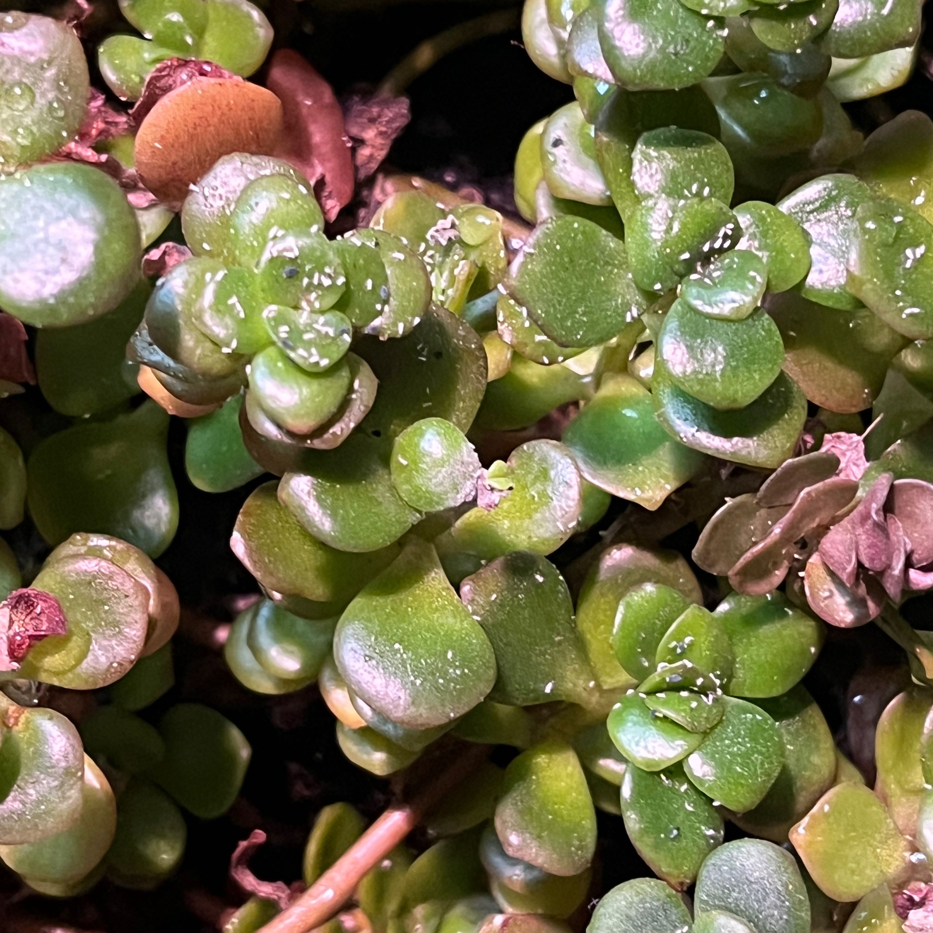 Close-up of a healthy Oregon Stonecrop succulent with small, fleshy green leaves.
