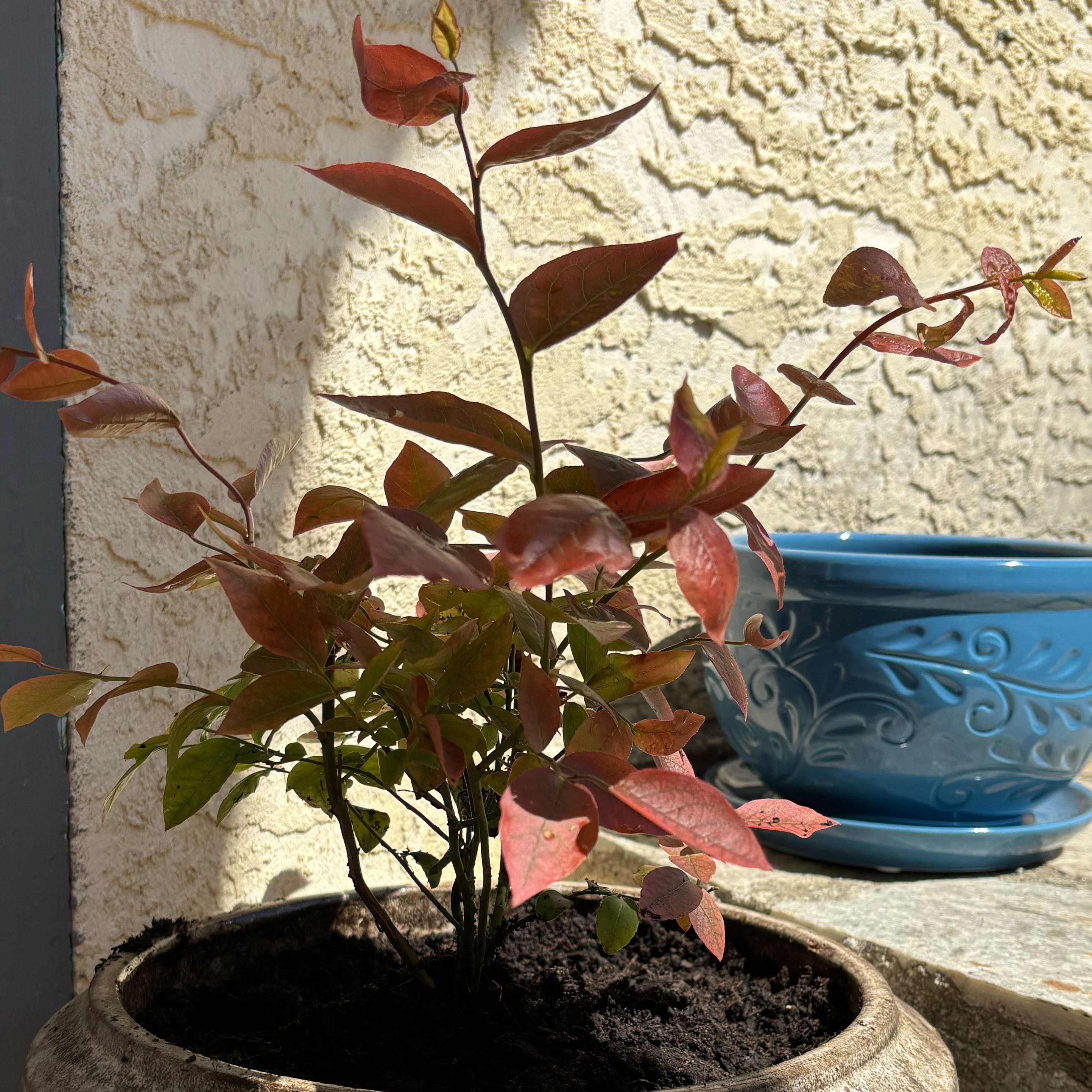 Potted American Blueberry plant with reddish leaves, healthy and well-framed.
