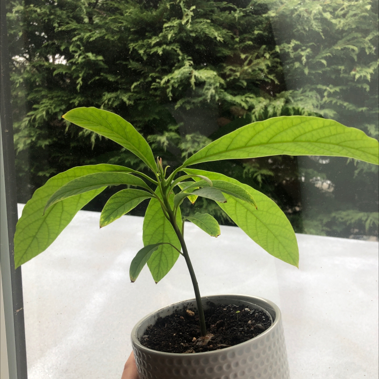 Photo of the plant species Wurtz Avocado by Evelina named Chris on Greg, the plant care app