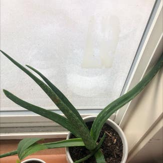 Aloe Vera plant in Marysville, Washington