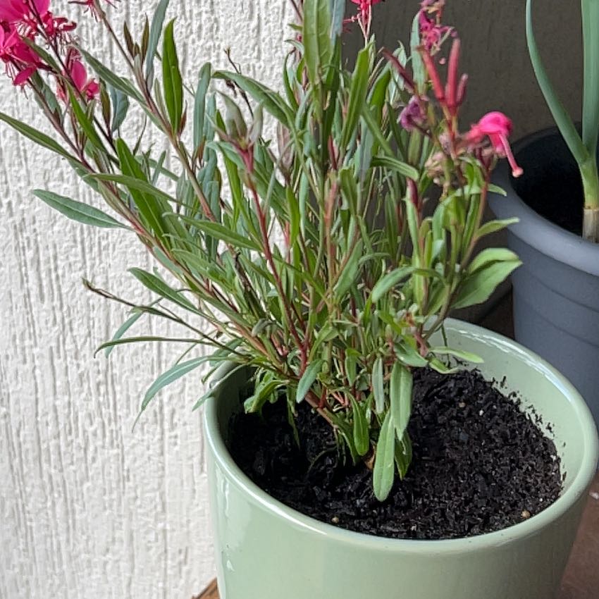 Photo of the plant species Gaura 'Belleza Dark Pink' by Hannah named pretty princess on Greg, the plant care app