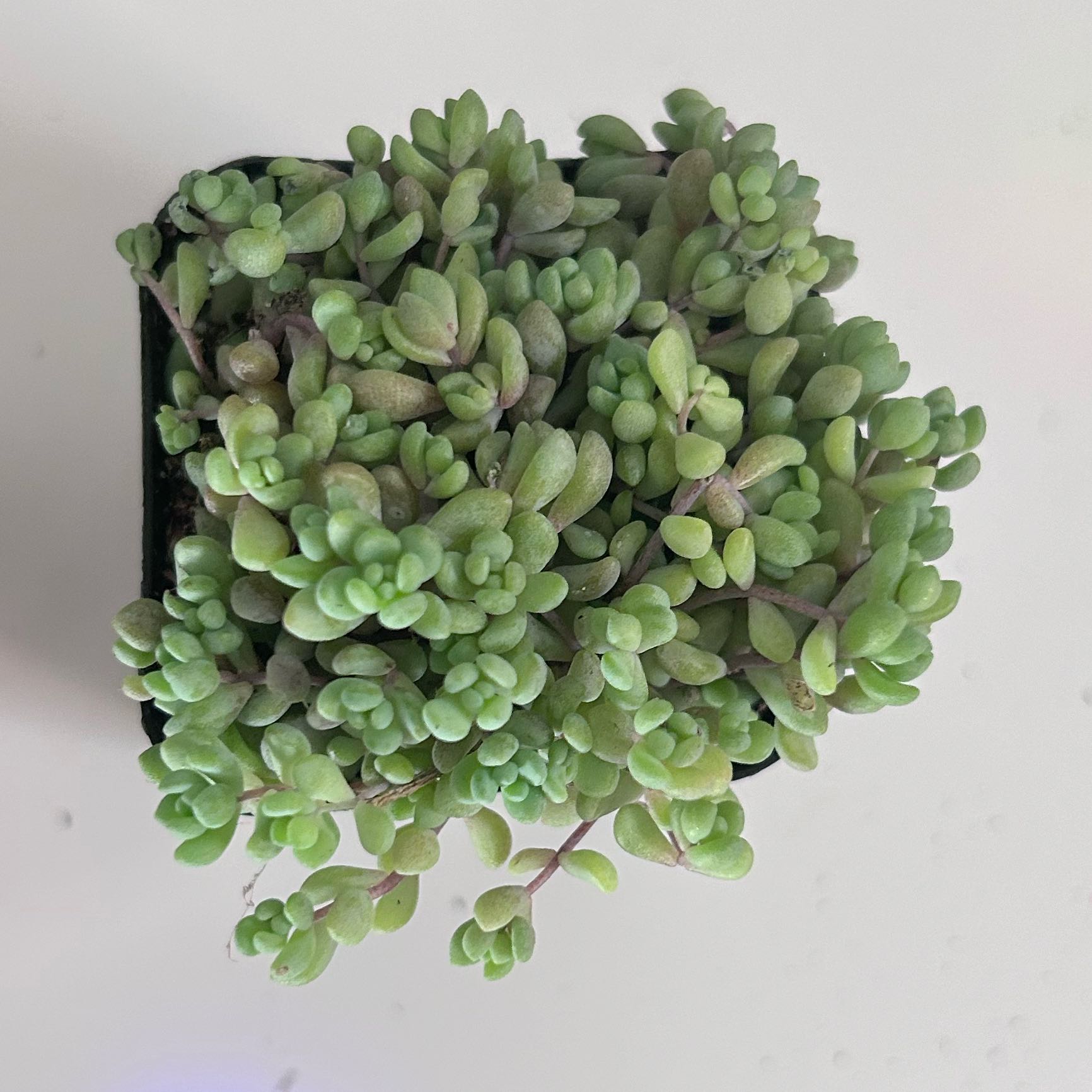 Photo of the plant species Corsican Stonecrop by @PleasantOlneya named Plato on Greg, the plant care app