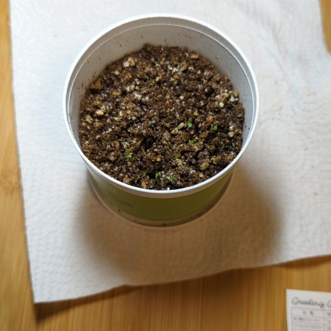 Photo of the plant species four leaf clover by @BubblyFenugreek named Cleopatra on Greg, the plant care app