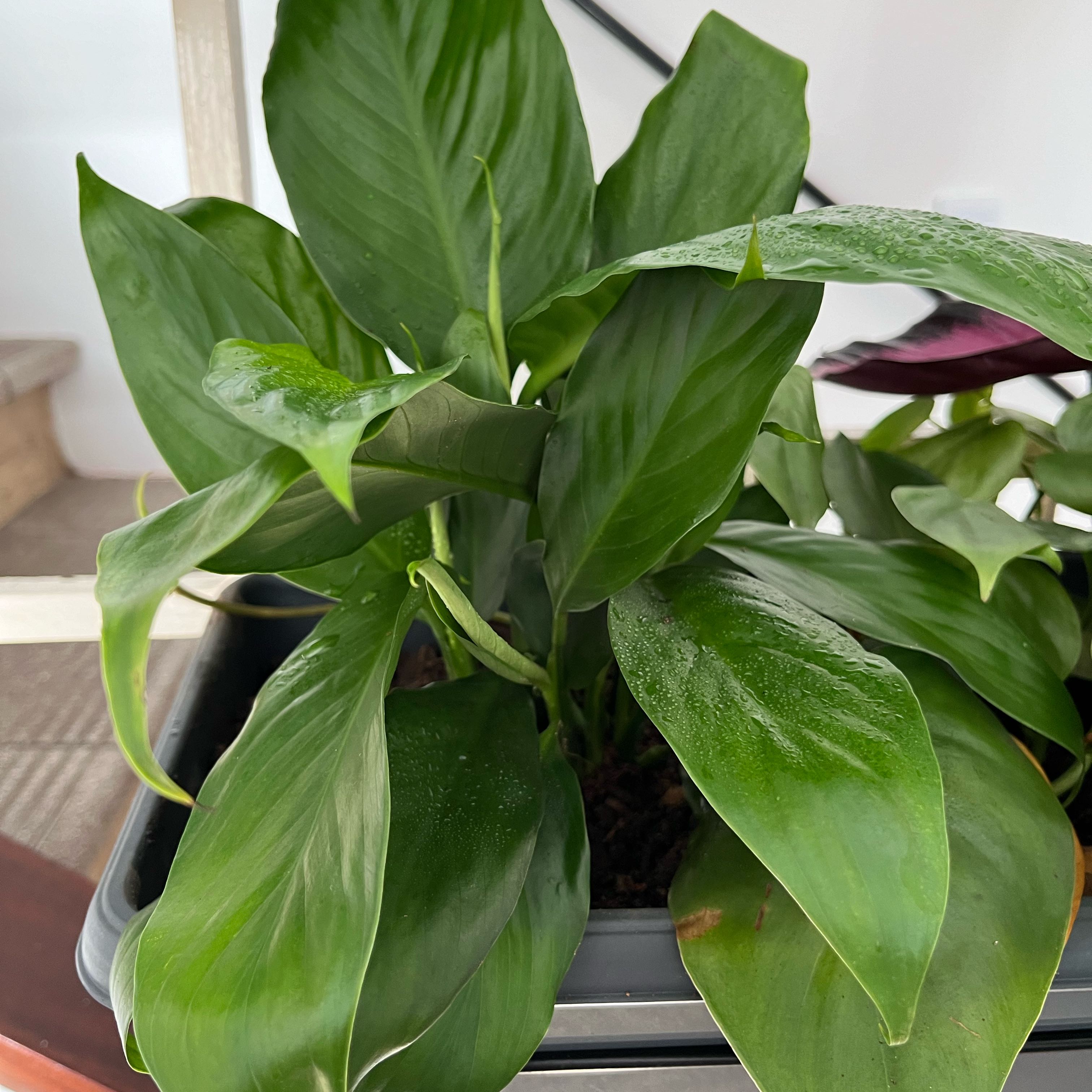 Dieffenbachia 'Tropic Marianne' plant with healthy green leaves in a pot.