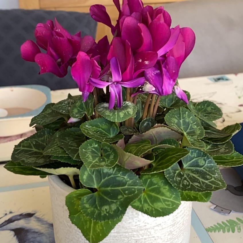 Photo of the plant species Cyclamen by @CrispBaytree named Kobe on Greg, the plant care app