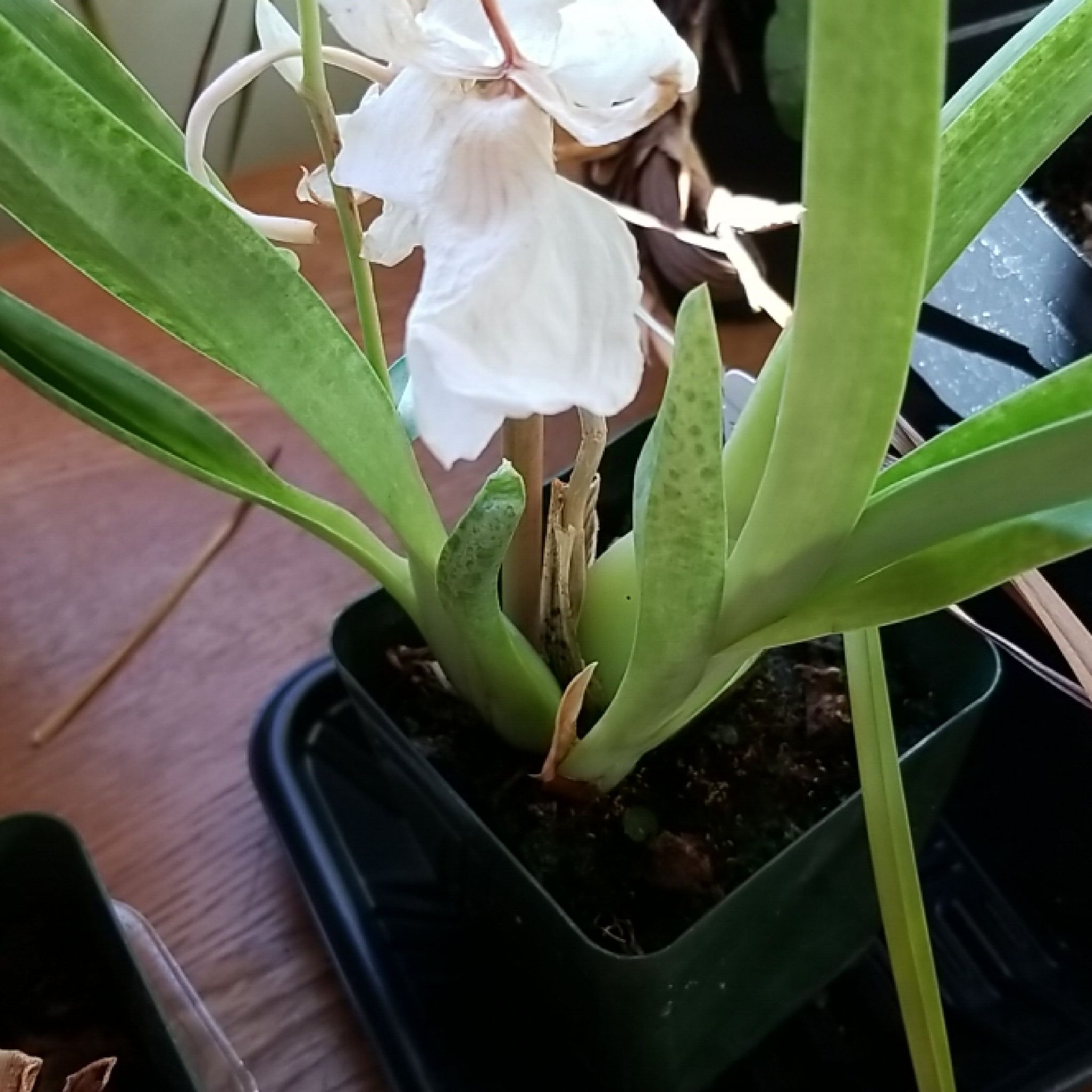 Miltoniopsis phalaenopsis plant with green leaves and a wilted white flower in a small pot.