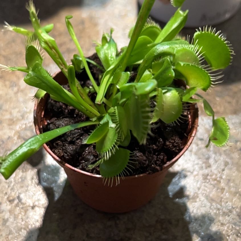 Morgan Treeman | A plant by @FoxyYellowiris on Greg