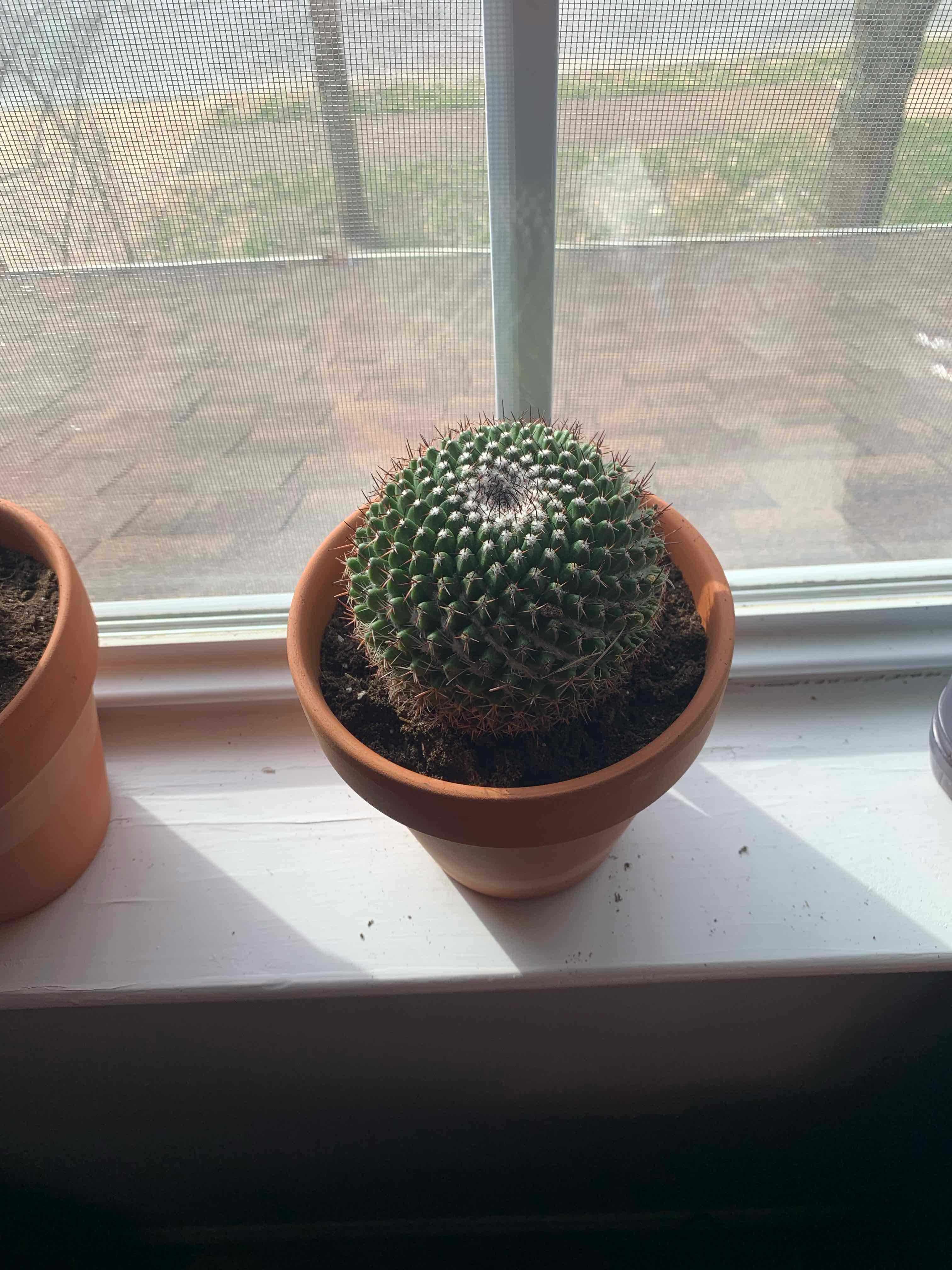 A healthy Mammillaria mystax cactus in a pot on a windowsill.