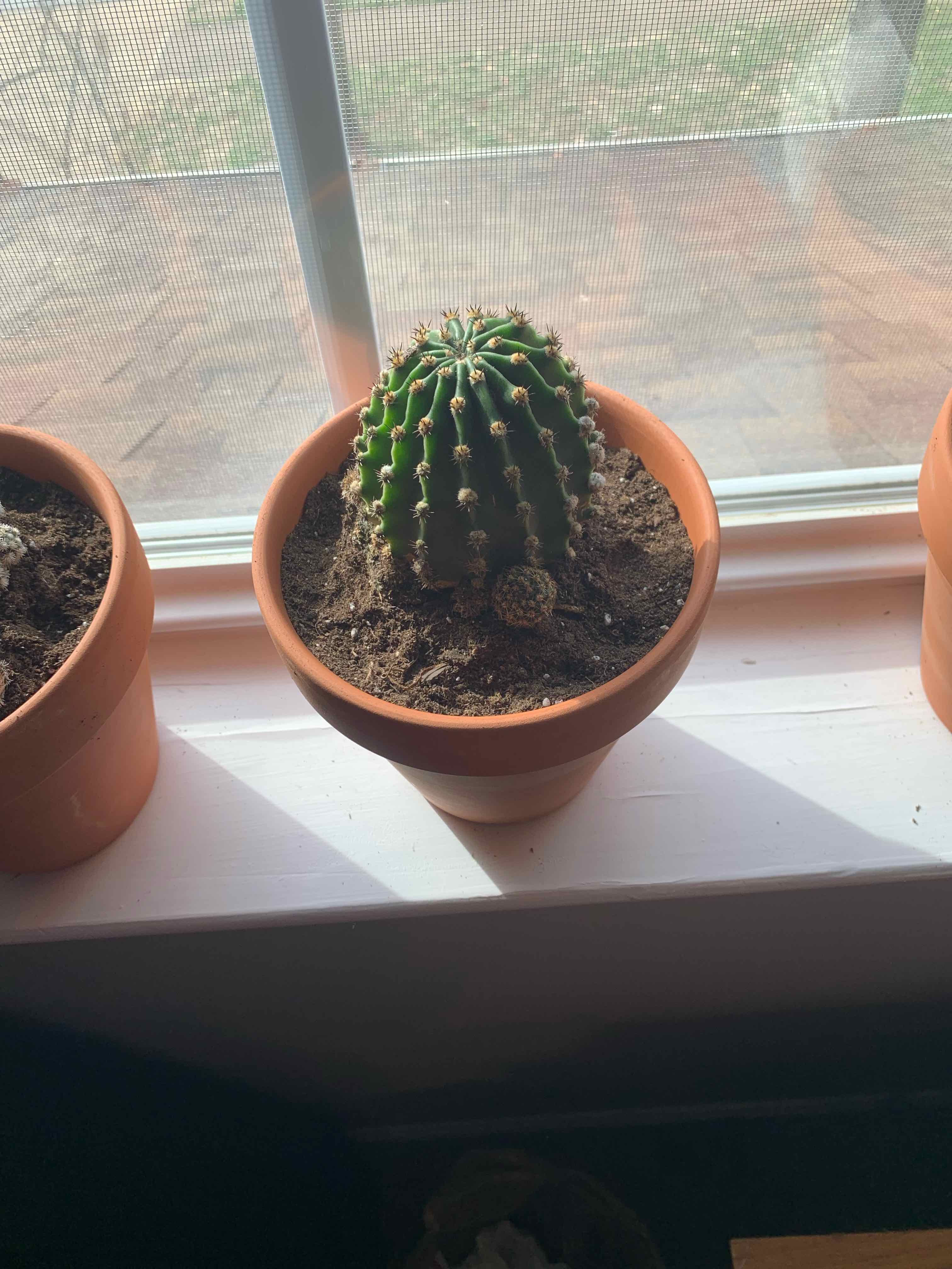 Potted Echinobivia 'Rainbow Bursts' cactus on a windowsill, appears healthy.