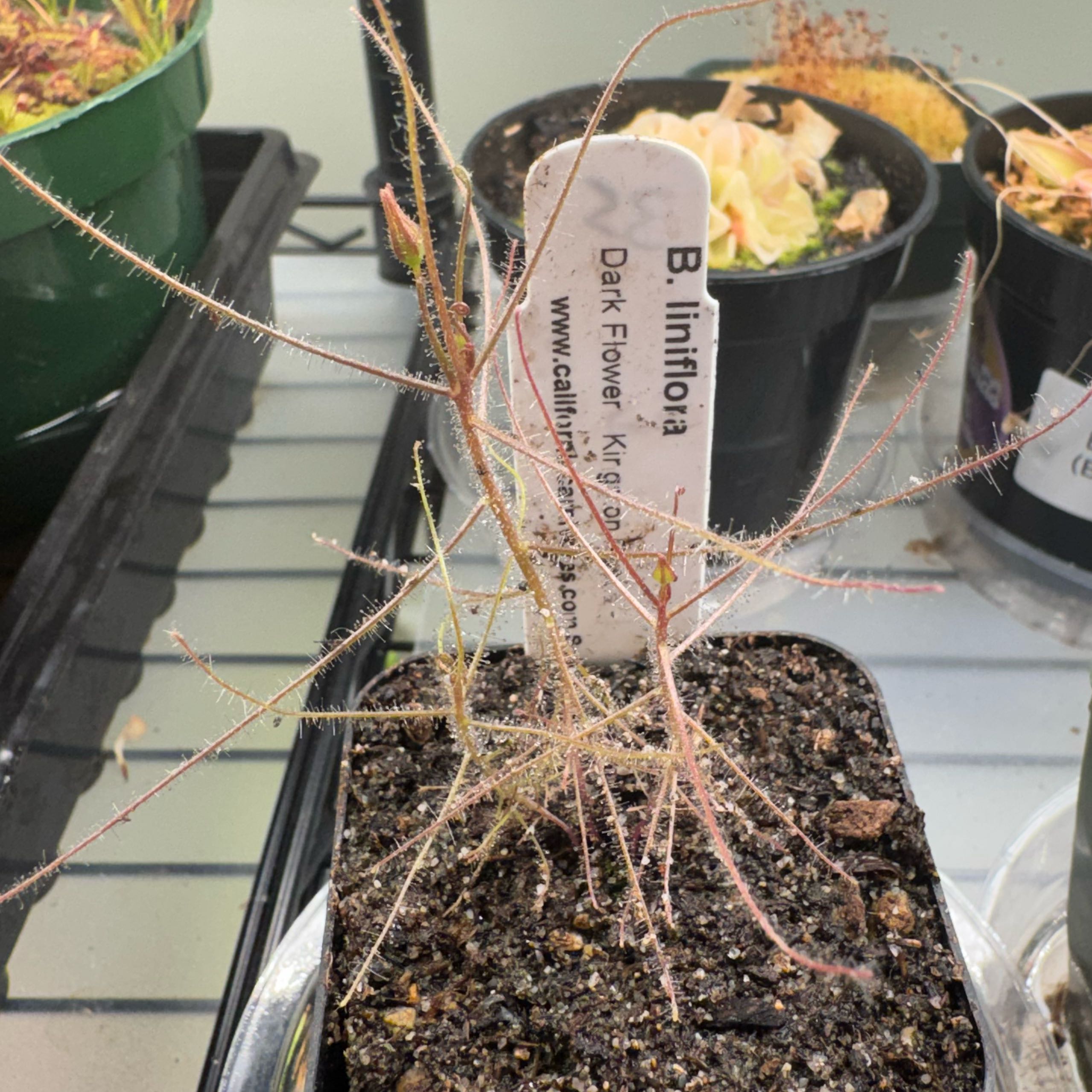 Photo of the plant species Rainbow Plant by @CosmicRoot named Rain on Greg, the plant care app