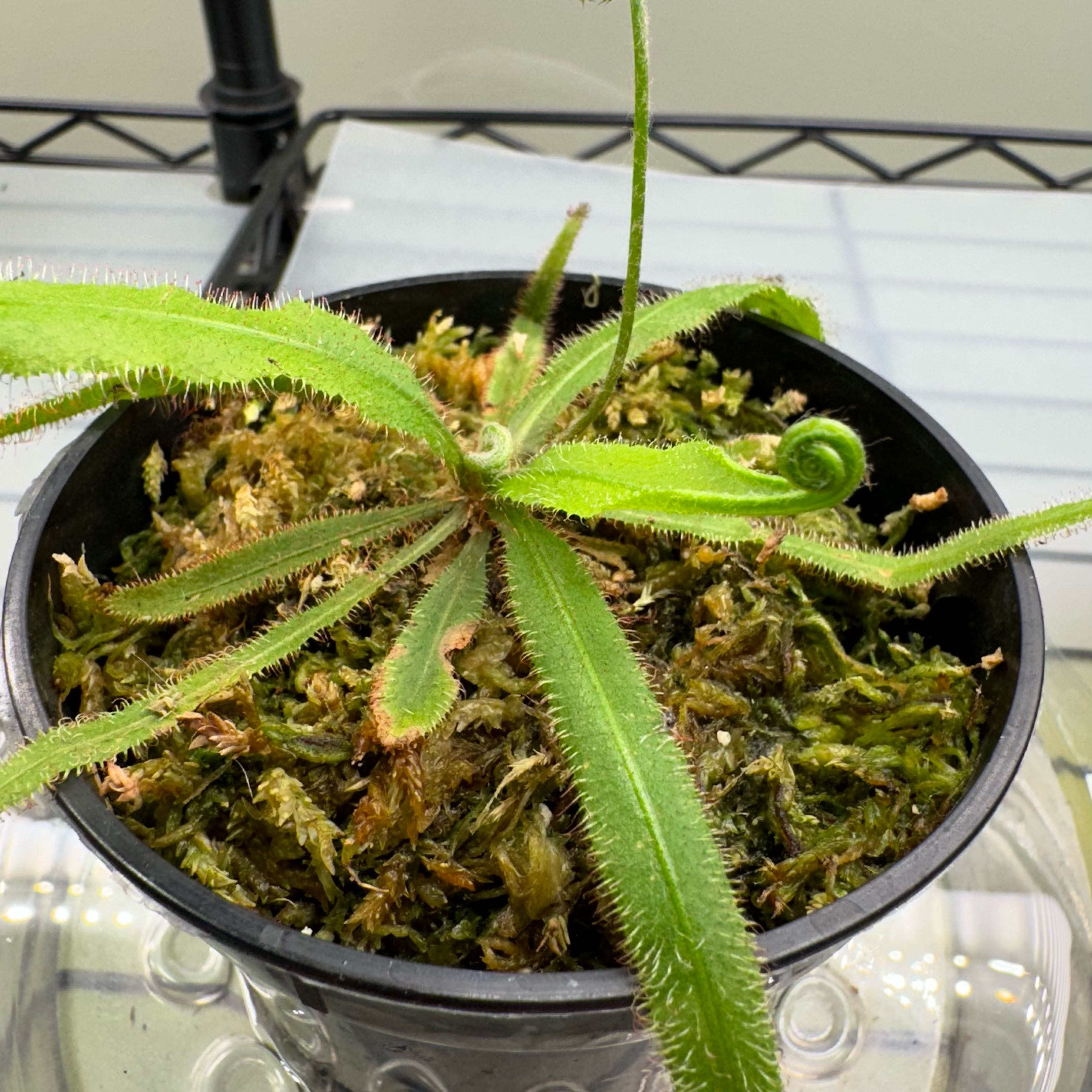 Photo of the plant species Lance-leaved Sundew by @CosmicRoot named Sir Plancelot on Greg, the plant care app