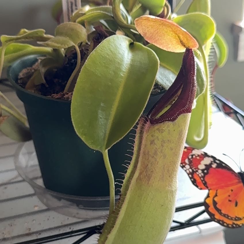 Photo of the plant species Nepenthes Spathulata x Spectabilis by @CosmicRoot named Sahara on Greg, the plant care app