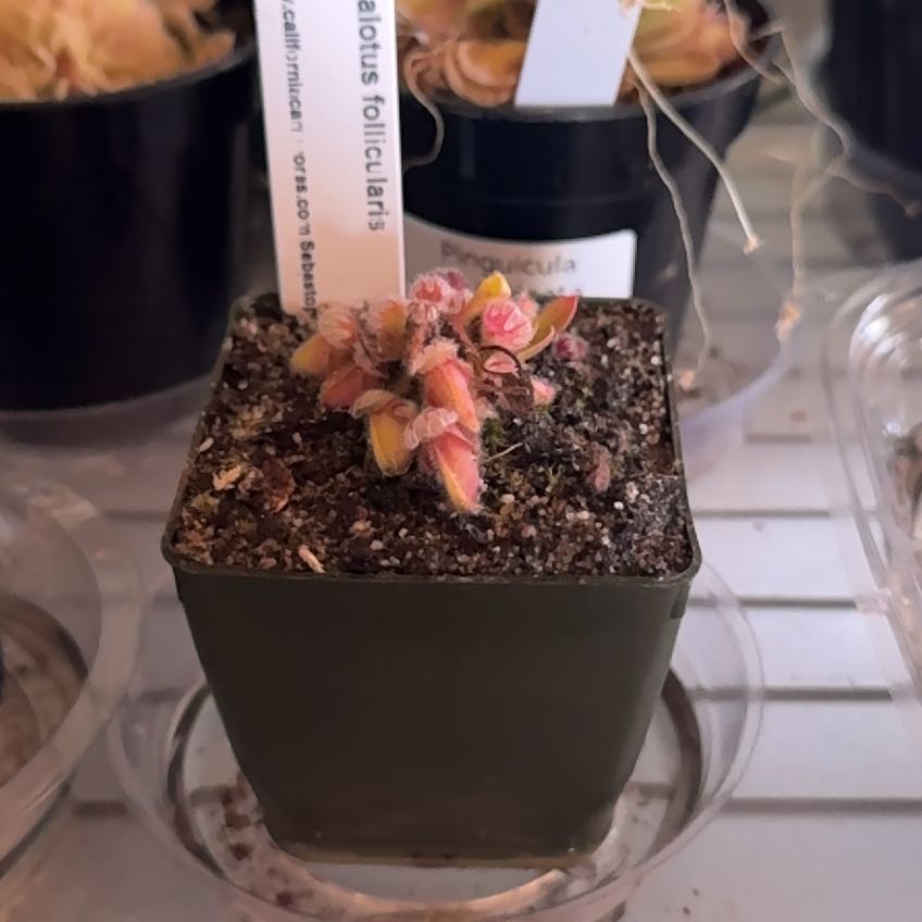 Photo of the plant species Australian Pitcher Plant by @CosmicRoot named Emerson on Greg, the plant care app