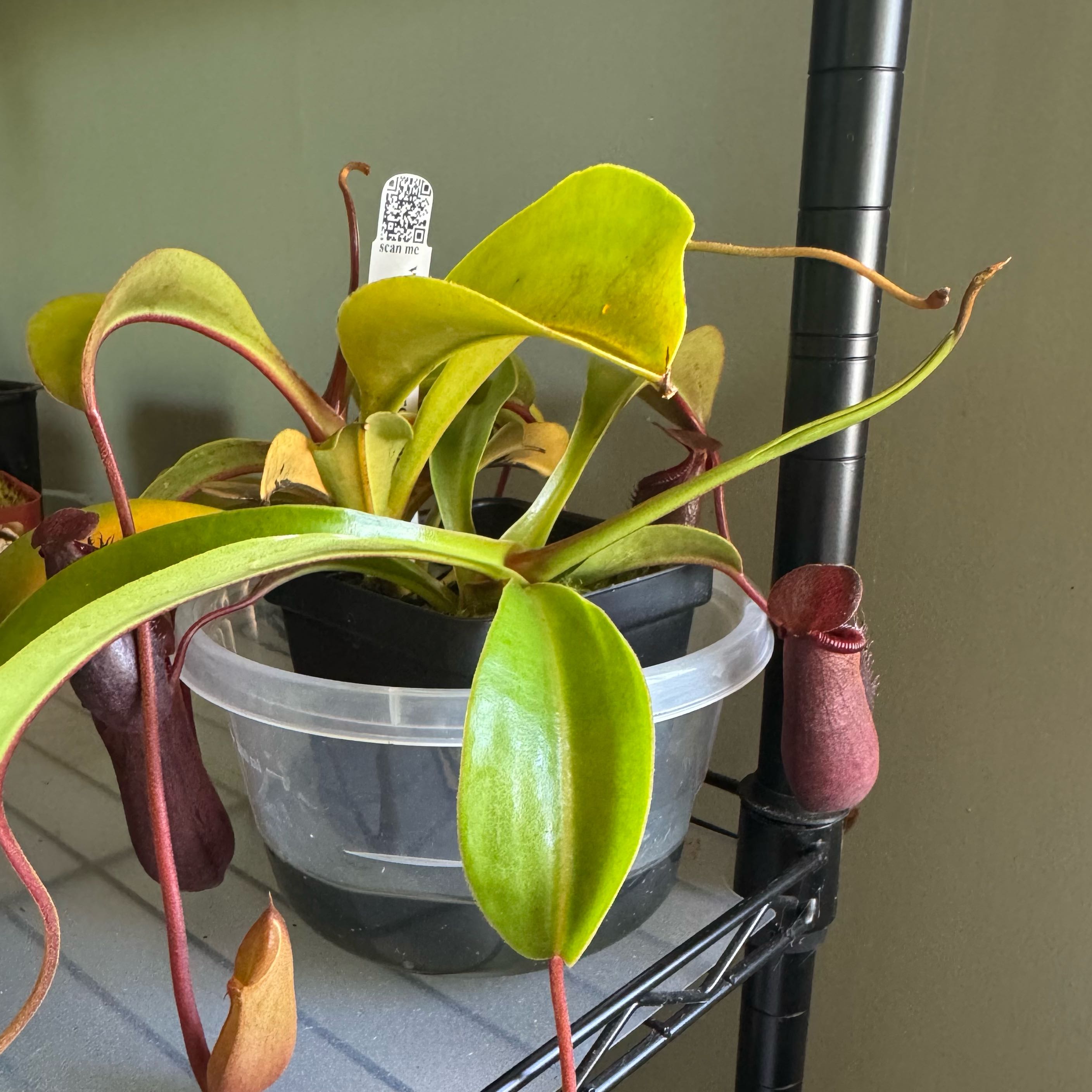 Photo of the plant species Nepenthes lowii x ventricosa 'Red' by @CosmicRoot named Diana on Greg, the plant care app