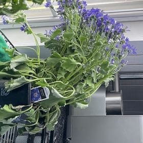 Photo of the plant species Senetti Blue Spoon by @TidyKahikatea named Aoi Supun on Greg, the plant care app