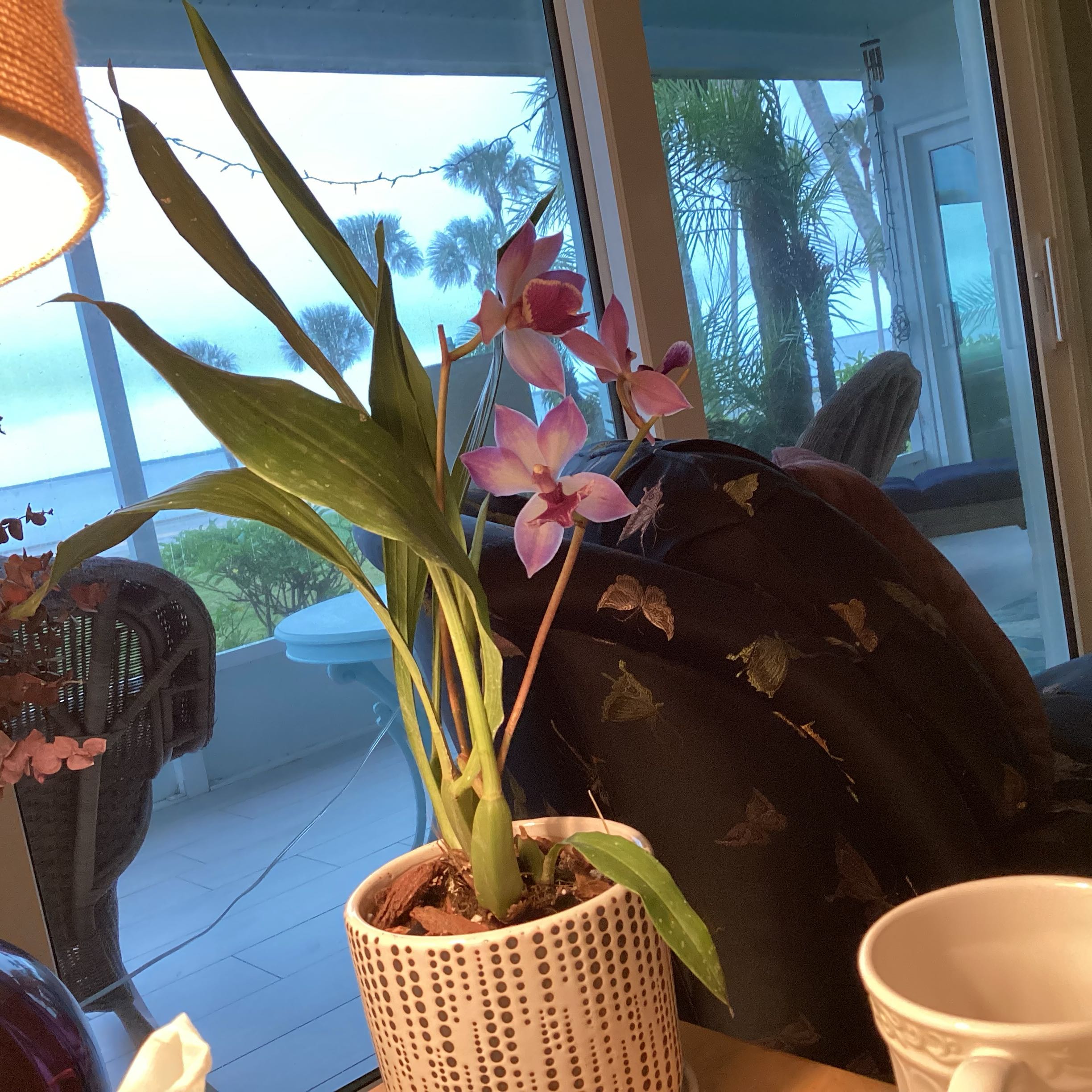 Photo of the plant species Zygonisia Cynosure 'Blue Birds' by @CozyFenorchid named Oscar on Greg, the plant care app