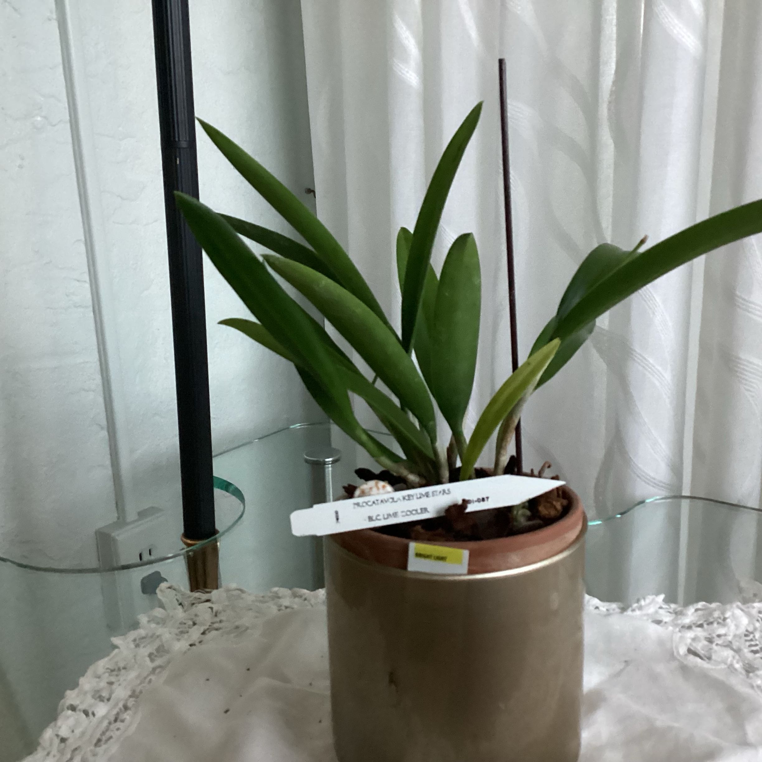 Photo of the plant species Procatavola 'Key Lime Stars' by @CozyFenorchid named Elle on Greg, the plant care app