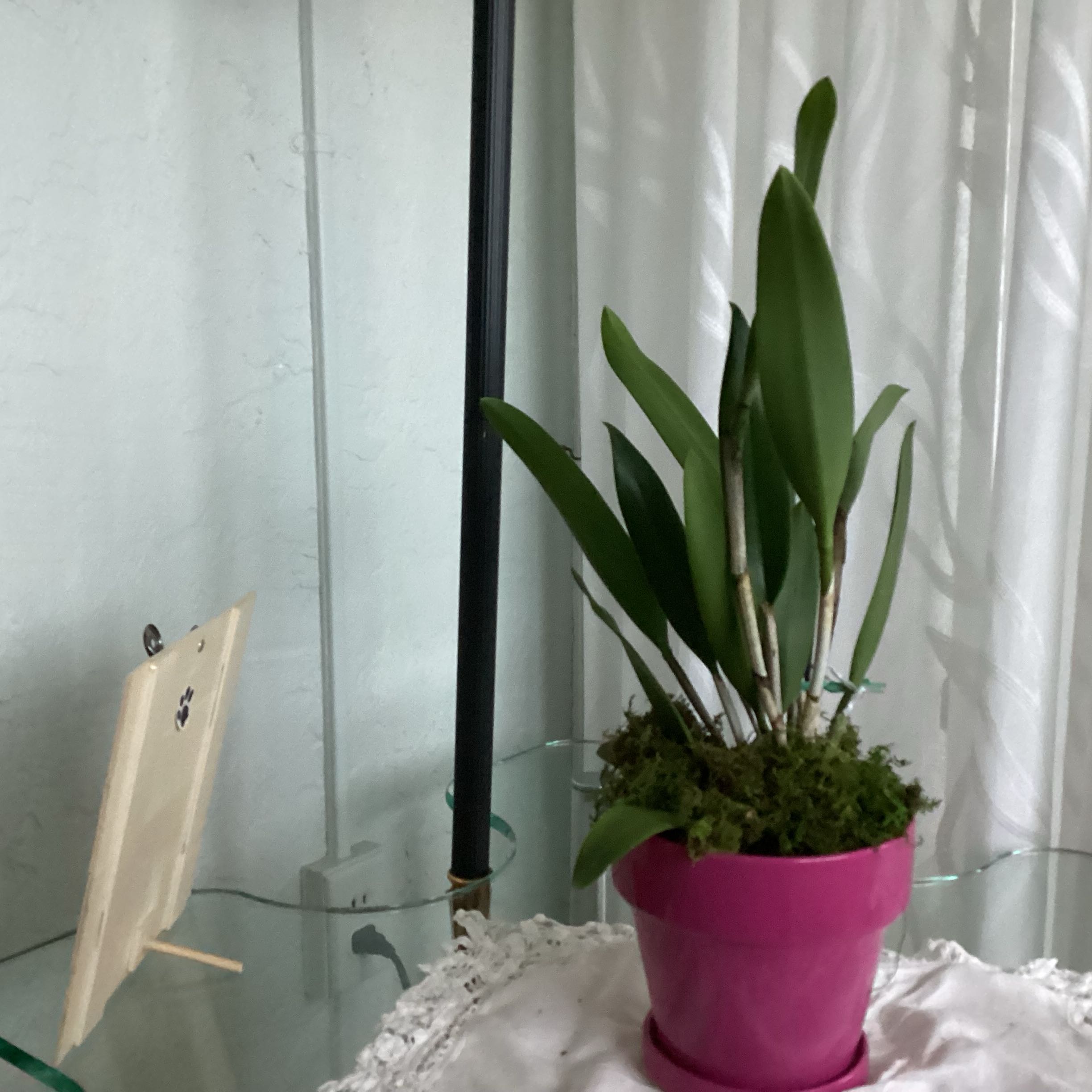Photo of the plant species Laelia x Cattleya Amethyst Star Parkside by @CozyFenorchid named Taylor Swift on Greg, the plant care app