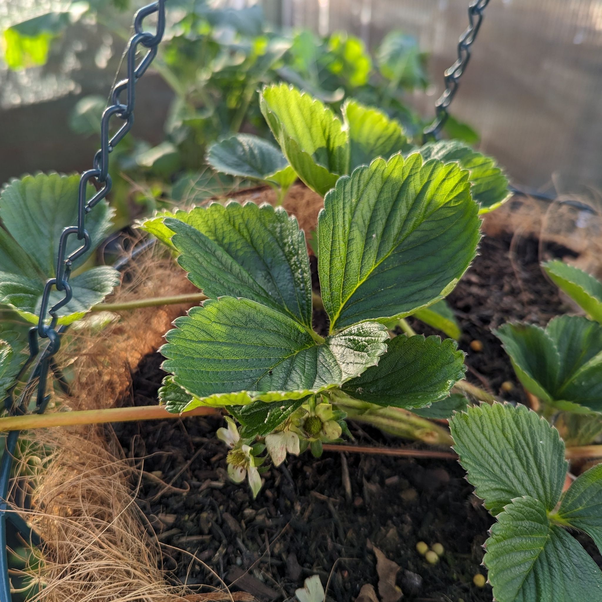 Beach Strawberry plant in a hanging basket with green leaves and visible flowers.
