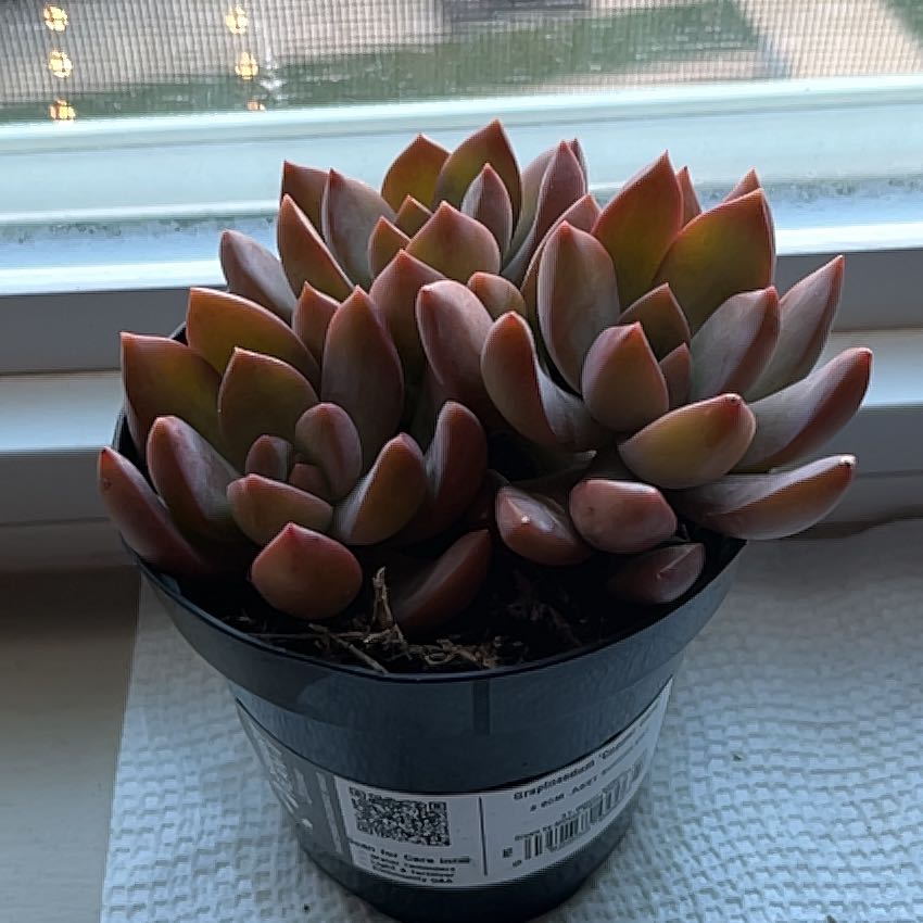 Graptosedum 'Copper Glow' succulent in a black pot near a window.