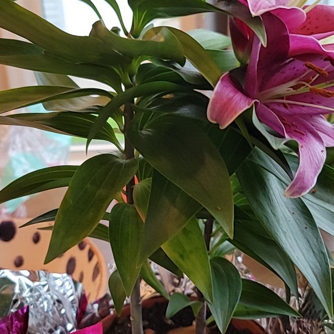 Plant care for False Hellebore on Greg, the plant care app