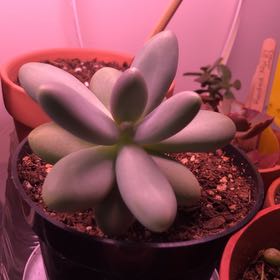 Photo of the plant species Pachyphytum fittkaui by @ColossalBlueash named Pax on Greg, the plant care app
