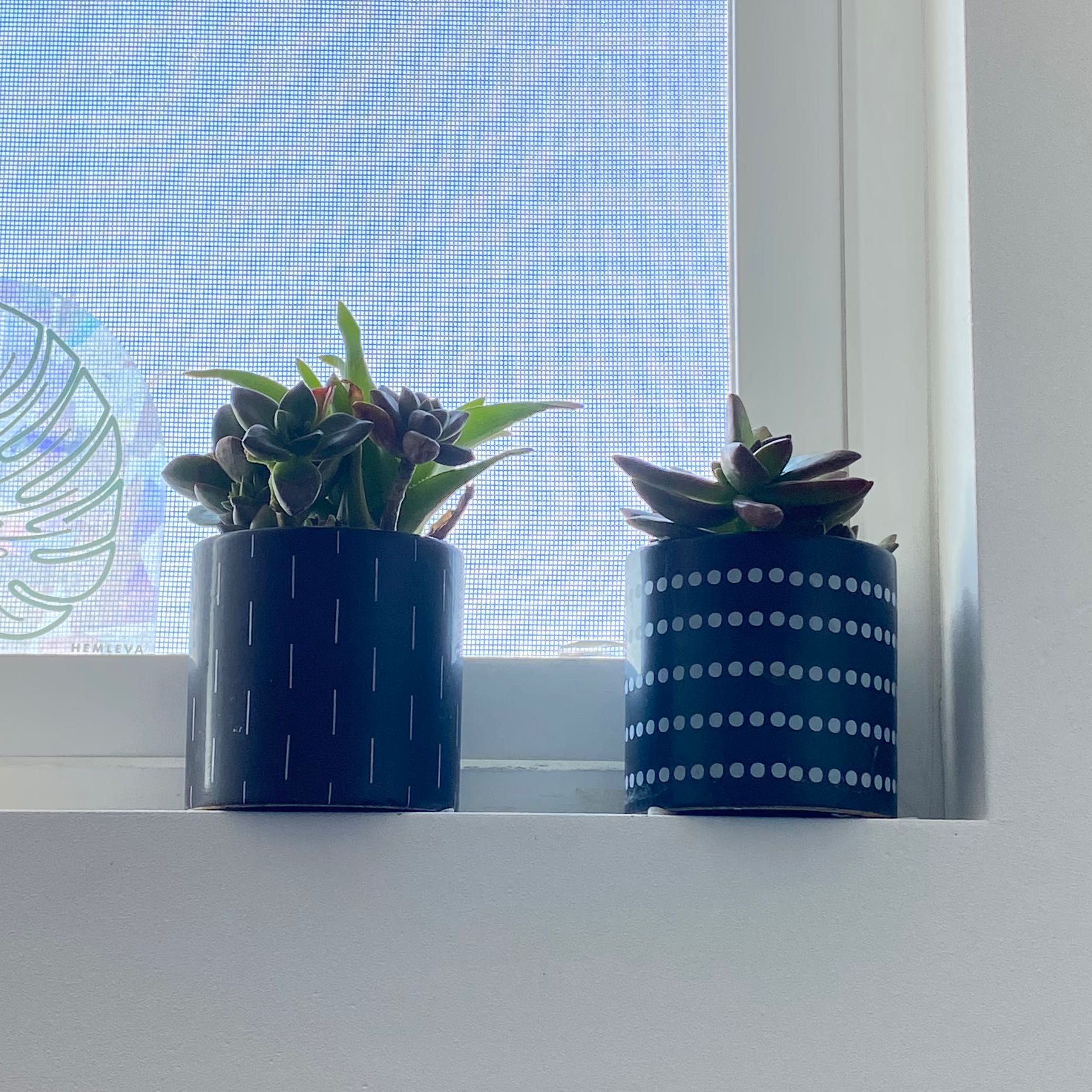 Two healthy succulent plants in decorative pots on a windowsill.