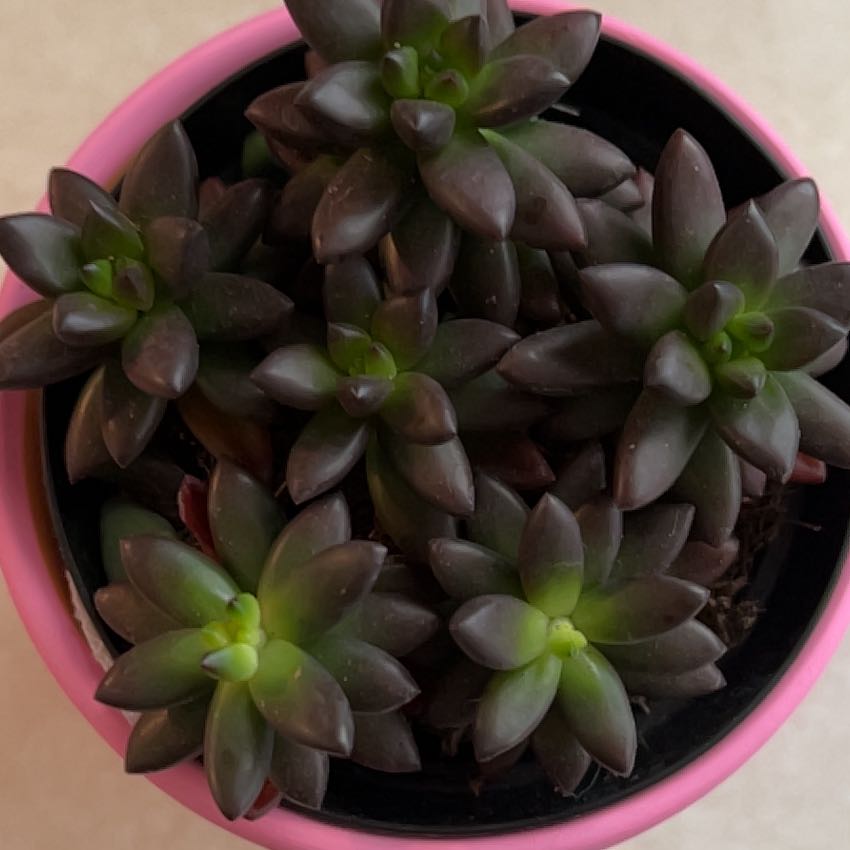 Sedeveria 'Jet Beads' plant in a pink pot, healthy with dark, fleshy leaves.