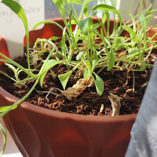 Photo of the plant species Cornflower by @PoeticColtsfoot named Winston on Greg, the plant care app