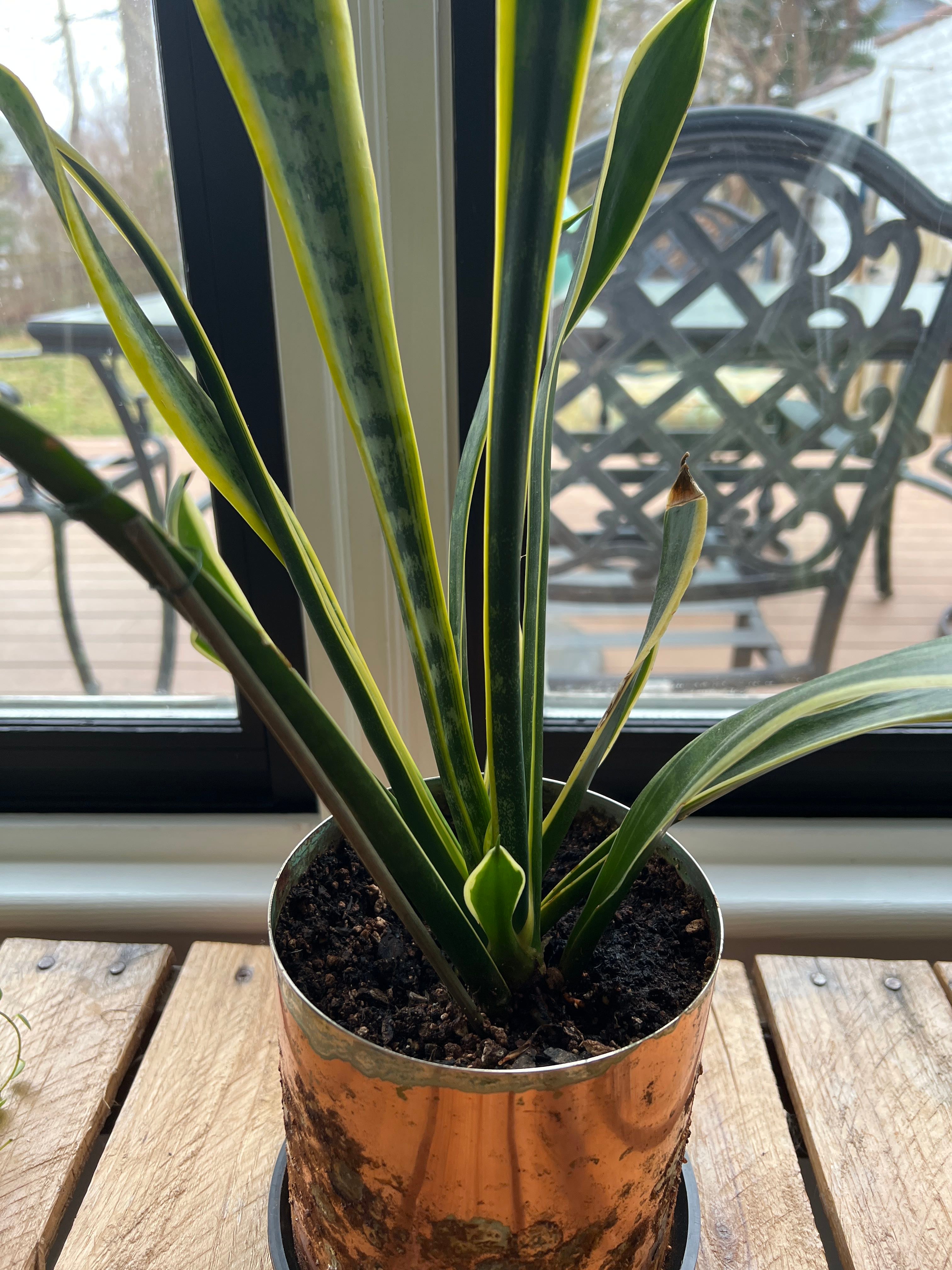 What To Do About The Bugs On My Snake Plant? 🐛