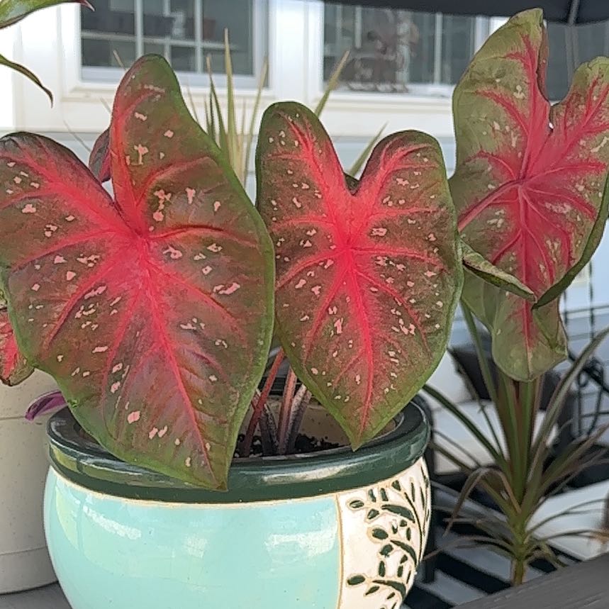 Photo of the plant species Caladium 'Pink' by @GuruCeratiola named Navajo on Greg, the plant care app