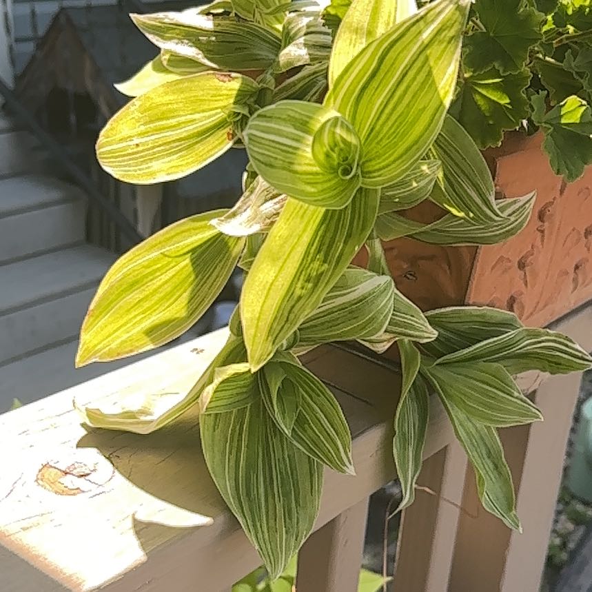 Photo of the plant species Tradescantia Albovittata by @GuruCeratiola named Lavender on Greg, the plant care app