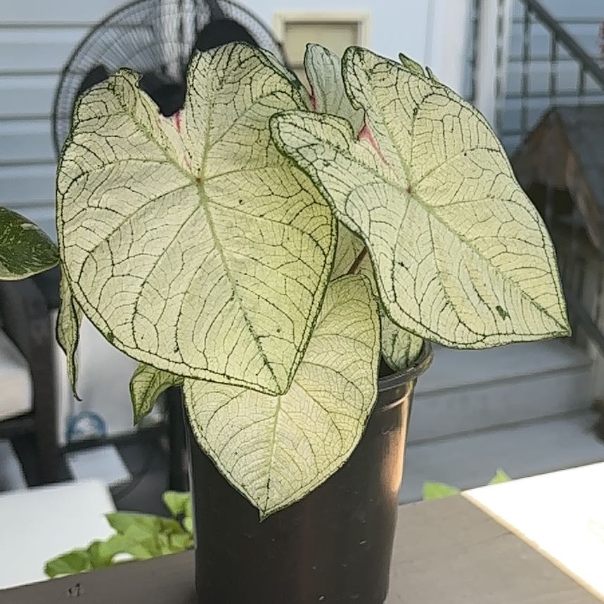 Photo of the plant species Florida Moonlight Caladium by @GuruCeratiola named Orwell on Greg, the plant care app