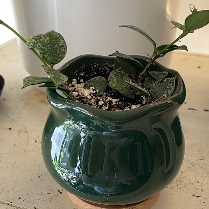 Potted Hoya krohniana plant with green, variegated leaves in a green pot.