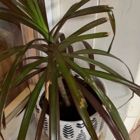 Lebron | A plant by @JocoseEcheveria on Greg