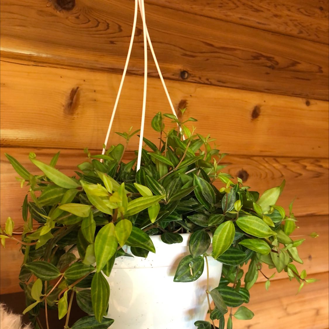Hanging Beetle Peperomia plant with vibrant green leaves in a white pot.