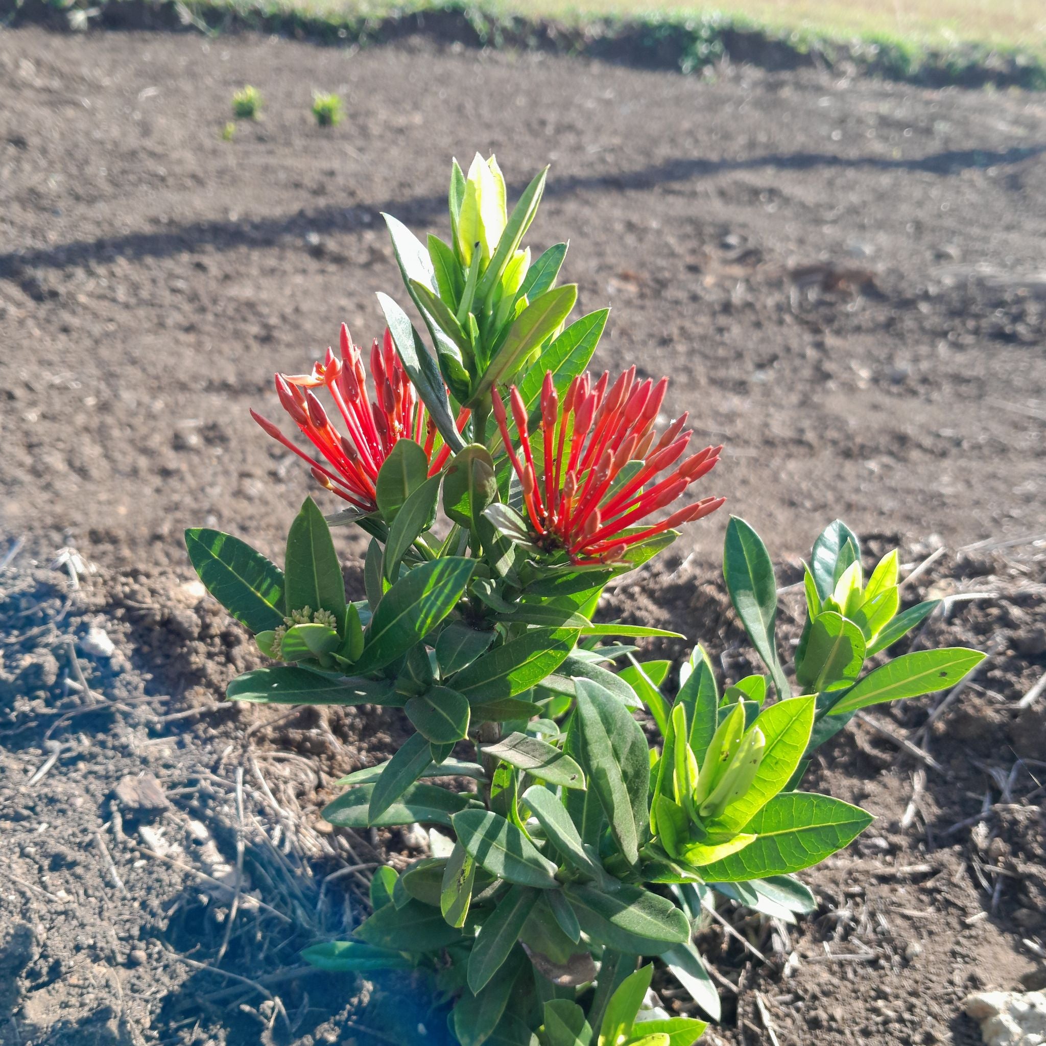 Why Are My Chinese Ixora Leaves Falling Over?