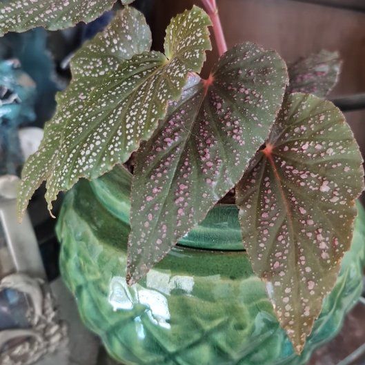 Photo of the plant species Pink mink begonia by @ClassySweetleaf named Rosa on Greg, the plant care app