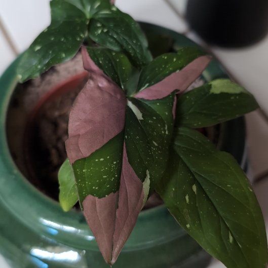 Photo of the plant species Pink Splash by @ClassySweetleaf named Gobi on Greg, the plant care app
