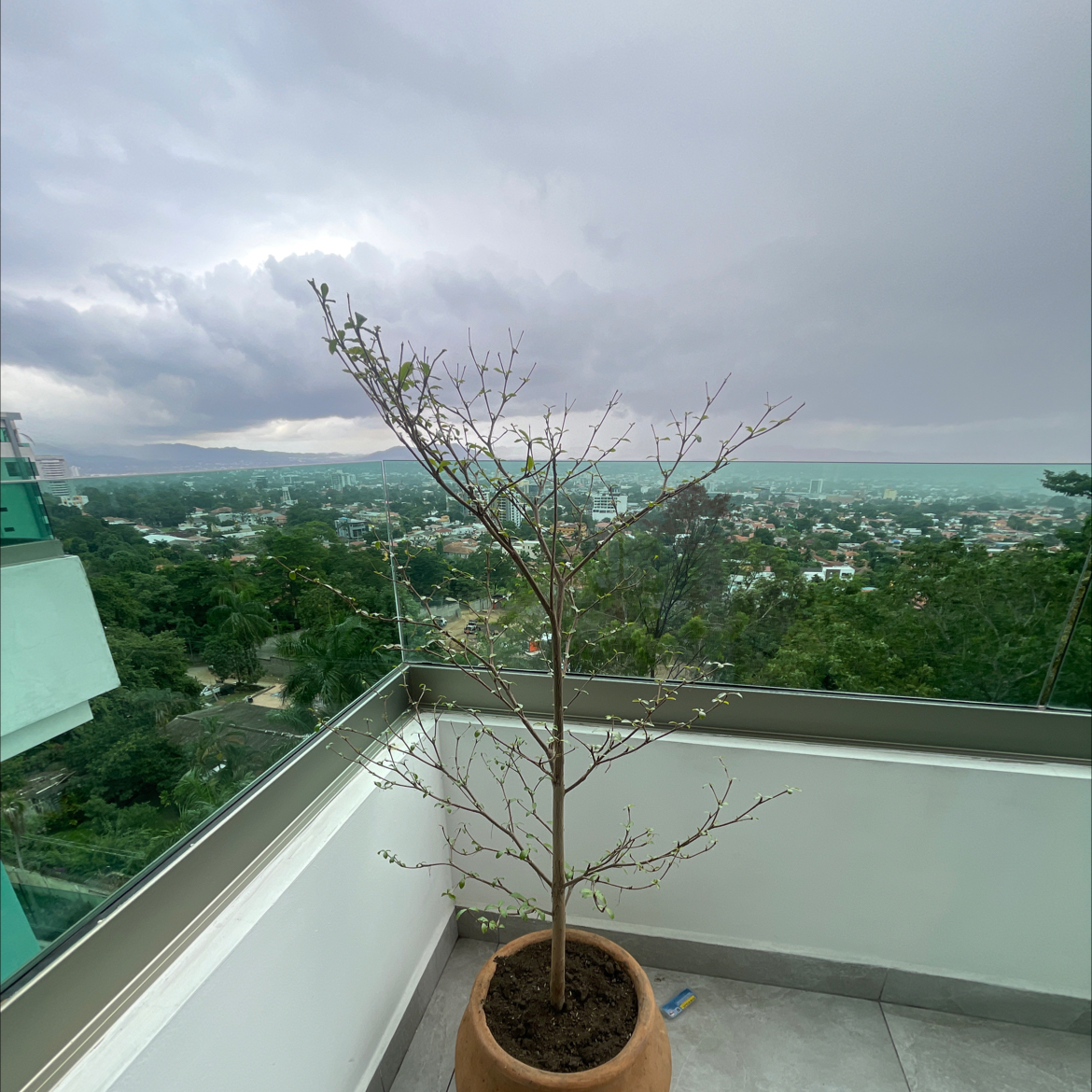 Photo of the plant species Madagascar Almond by @ArdentArnoseris named Pax on Greg, the plant care app