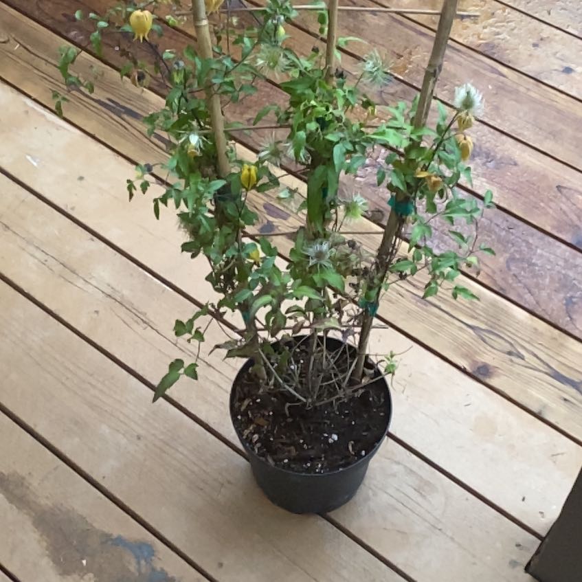 Photo of the plant species Yellow Clematis by @BetterTutu named Little Lemons Clematis on Greg, the plant care app