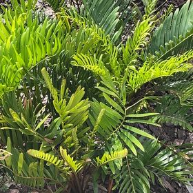 Photo of the plant species Florida Arrowroot by @LastingLimetuff named Sol on Greg, the plant care app