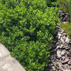 Photo of the plant species Mirror Bush by @LastingLimetuff named Xena on Greg, the plant care app
