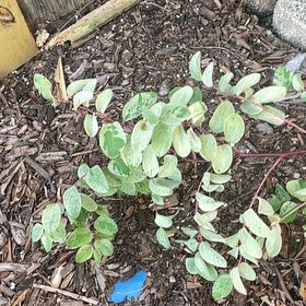 Photo of the plant species Brenia Snowbush by @LastingLimetuff named Queen on Greg, the plant care app
